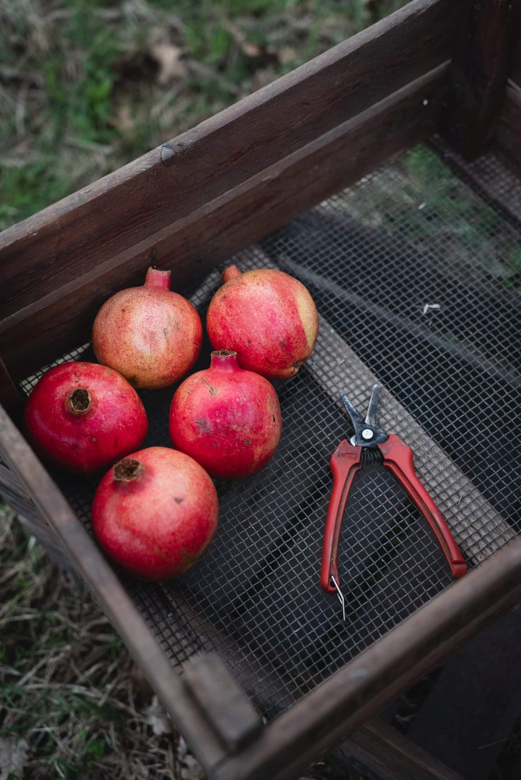 Cinq grenades et un sécateur rouge sont posés dans un tamis en bois à fond grillagé, sur de l'herbe.
